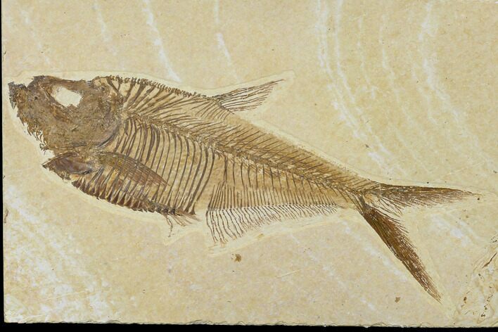 Detailed, Fossil Fish (Diplomystus) Plate - Wyoming #113298